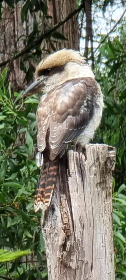 Bird Songs Getaway Accommodation Cabbage Tree Creek Extérieur photo