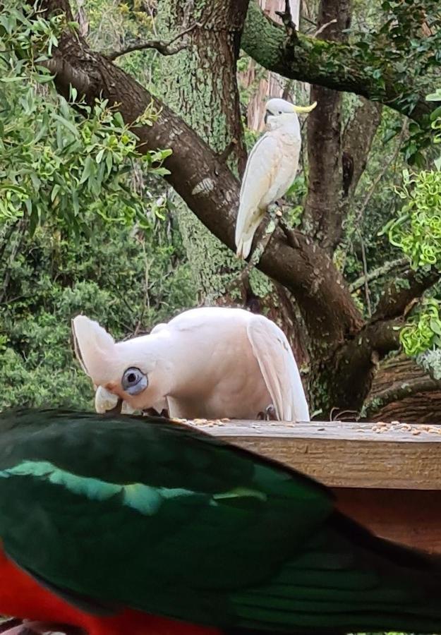Bird Songs Getaway Accommodation Cabbage Tree Creek Extérieur photo