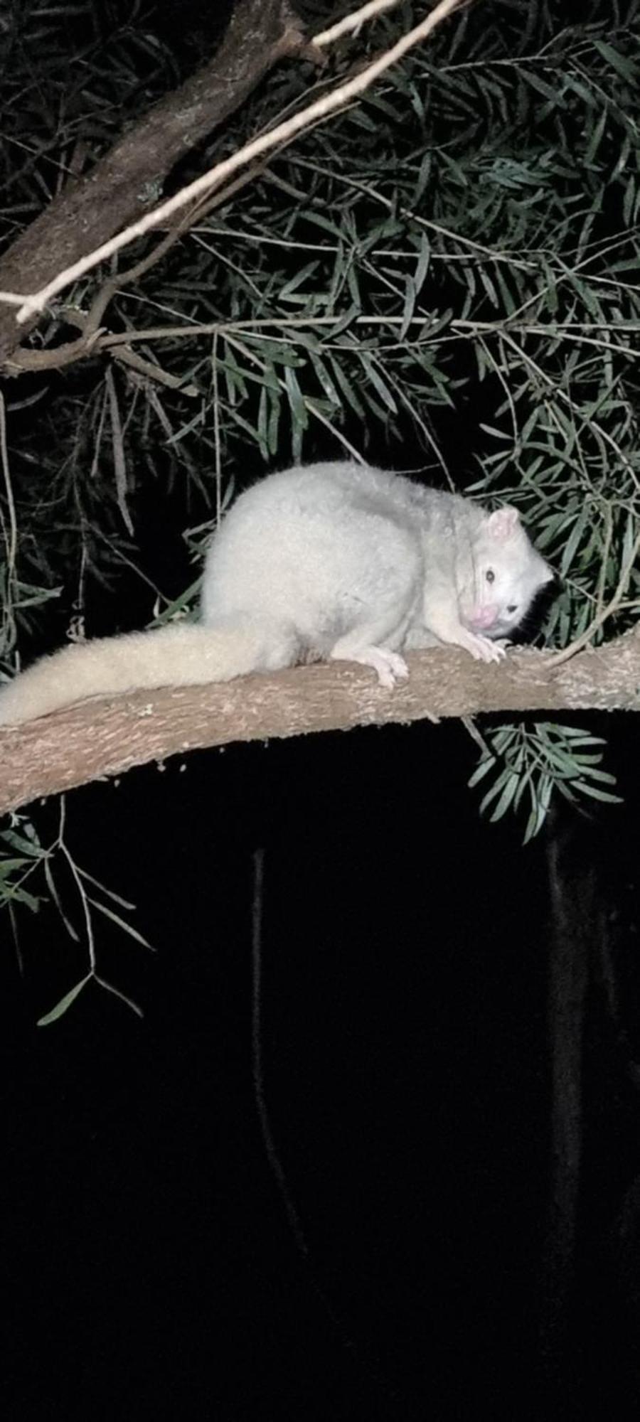 Bird Songs Getaway Accommodation Cabbage Tree Creek Extérieur photo